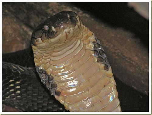 อันดับที่ 2 King Cobra - งูจงอาง
 [center]งูจงอางหรือชื่อทางวิทยาศาสตร์ว่า Ophiophagus hannah เป็นง