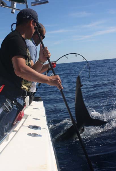 500 lbs Shark on....

Reel: Shimano Stella SW20000PG
Rod: Ocean Revolution Prototype 10000X
Line