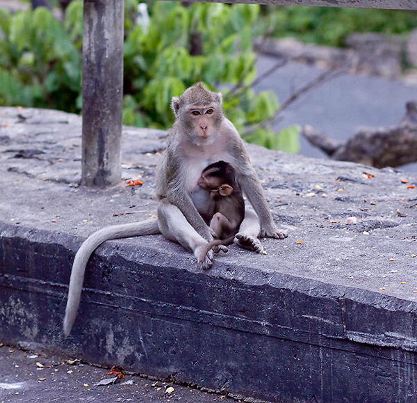 พี่กิ๊กพาไปปิดทริปที่บางแสนค่ะ ตอนนี้เขาสามมุกเต็มไปด้วยแม่ลิงลูกอ่อน  โอ้แม่เจ้า ลูกลิงเยอะมากกกๆ