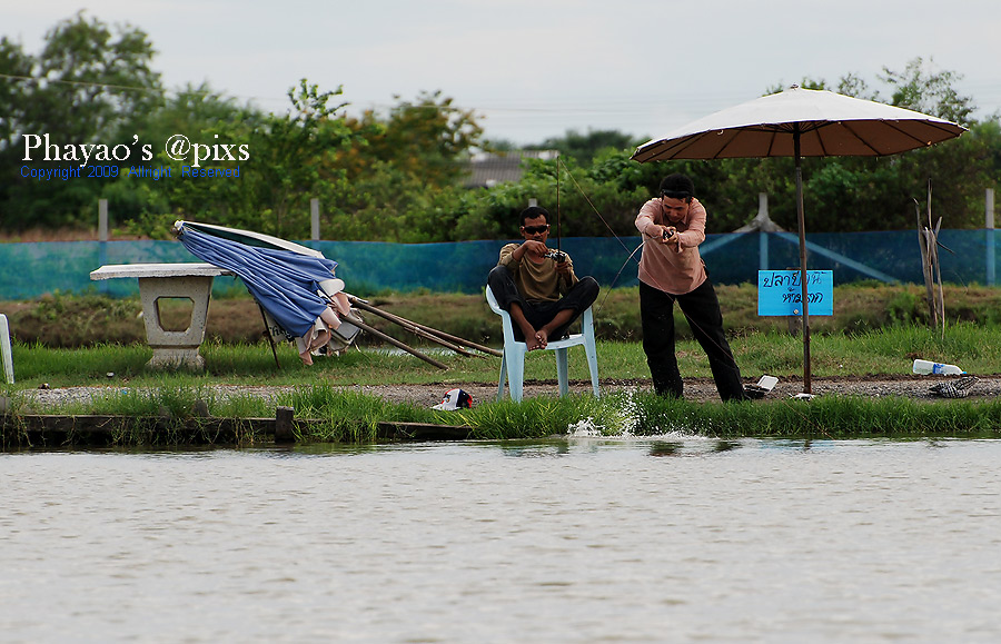 

แดดร่ม ลมตก  ด้านท้ายบ่อก็เห็นว่าโดนเรื่อยนะครับ    :love: :love: :cheer: :cheer: :cheer: