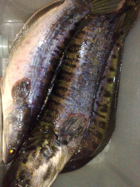 รูปปลารวม3โลเล็กไปเลย :blush: