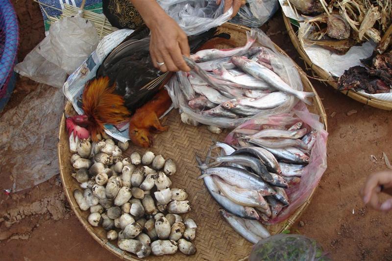 มี อะ ไร ขาย มั่ง ดู เอา ครับ กระรอก ค้างคาว ไก่ ปลาหลากหลายครับ

 [q]ขิงว่า.... ที่ตลาด ต้องมีปลา