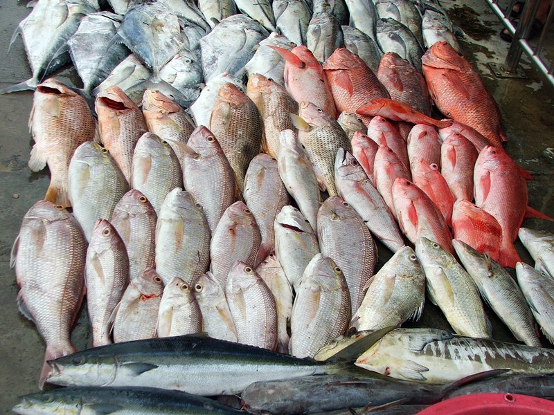   ภาพปลารวมบางส่วนครับ ชุดนี้สีเงิน เรนโบว์ แดงเขี้ยว อังเกย รวมทั้งริวกิวด้วยครับ