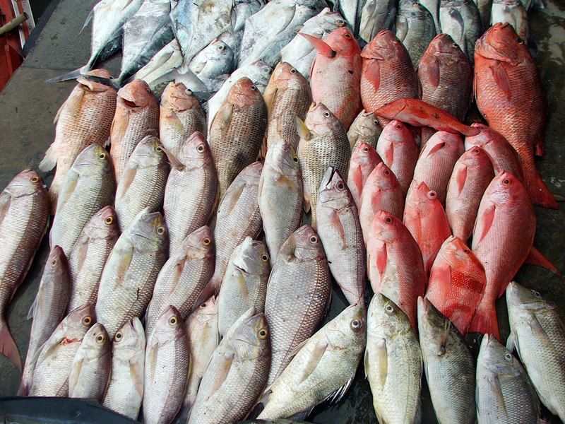 กลุ่มปลาชุดนี้เป็นปลาเนื้อดีราคาแพงครับ เอามาแบ่งกันกินครับไม่ได้ขายเลยครับ