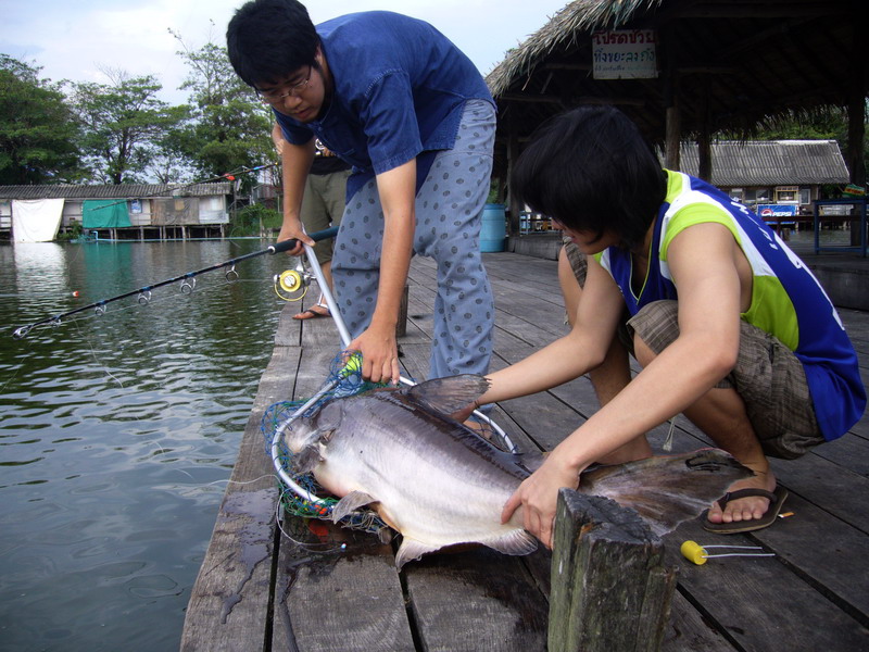 ก็ตอนมา  ฝูงสวายมันเข้าพอดี น้องหมูเลยฮอตเลย :laughing: :laughing: :laughing: :laughing: :laughing: 