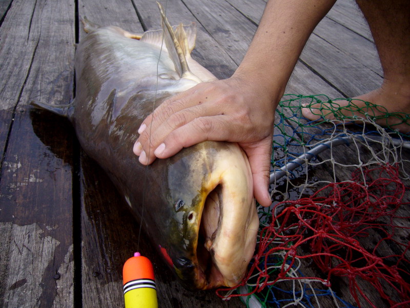 โปรญี่ปุ่น ป้องกันไม่ให้ปลาจำหน้าได้ :laughing: :laughing: :laughing: :laughing: