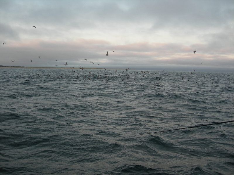 ตี5หน่อยๆฟ้าสว่างแล้ว เรามองหาฝูงนกเเละปลาวาฬ แล้วเราก็เจอฝูงนกเเละฝูงTuna กำลังรุมกินโต๊ะจีนปลาซาดี