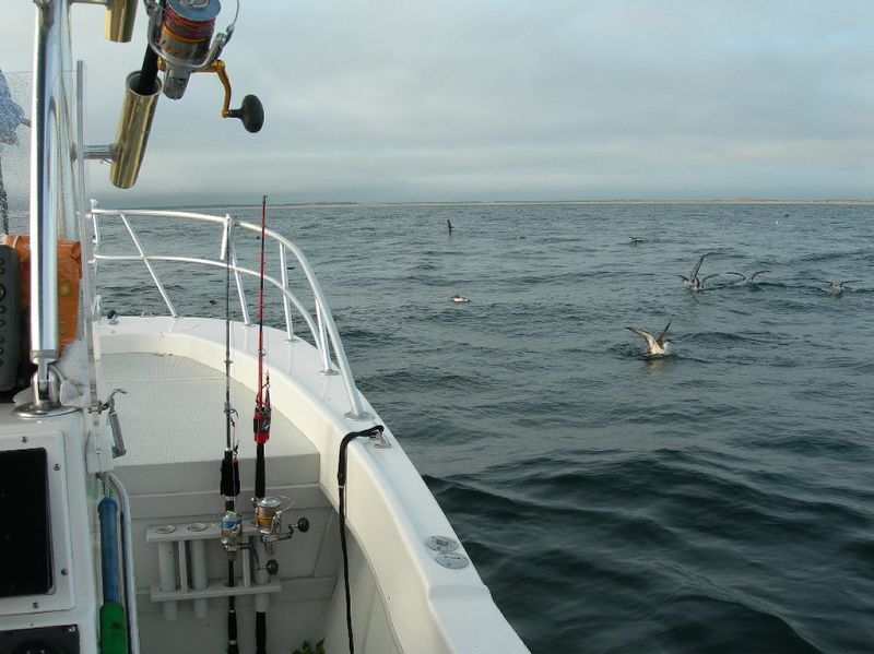 ย้ายมาอีกจุดนึงครับพอมีนกอยู่บ้าง..วันนี้เห็นปลาวาฬเต็มไปหมดเลยครับเยอะมากจริงๆ ตอนนี้ประมาณ7โมงเช้า
