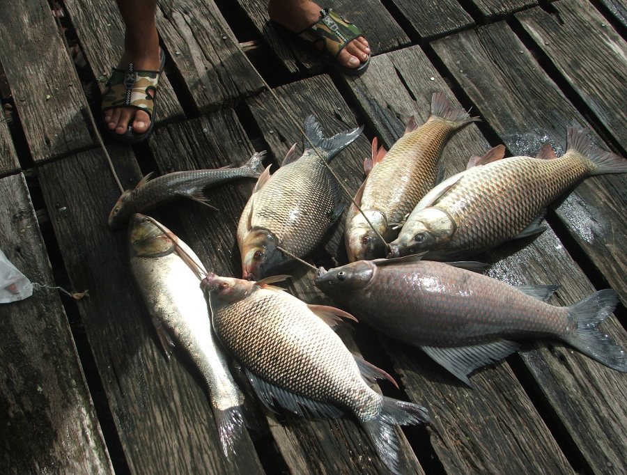 นี่ครับ ผลงาน ปลาเล็กในกระชังอีกนิดหน่อย สังเกตเจ้าปลาจีนนะครับ ให้ทานหนักเท่าไร :cool: :cool: :cool