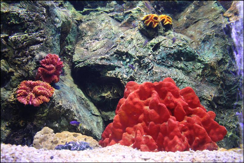 ไม่แน่ใจว่า เจ้าปะการังสีแดงอันนี้แท้หรือเทียม สีสดดีจริง ๆ 
มีปลาการ์ตูนตัวจิ๋วมาประกอบฉากอีกตัว  