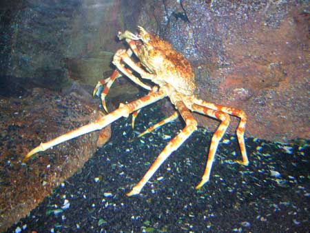 ปู (Crabs)
                       ปูเป็นครัสเตเซียนที่วิวัฒนาการจากกุ้ง โดยมีส่วนท้องลดขนาดลงและพับ