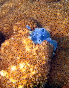 พรมทะเล หรือซูแอนทิด (Zoanthid)
                       พรมทะเลเป็นสัตว์จำพวกดอกไม้ทะเลขนาดเล็ก หนวด