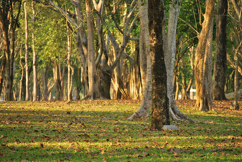 อันนี้ D60+55-200 จ้า ...
สวัสดีครับ น้าน้อง.. :grin: :cheer: