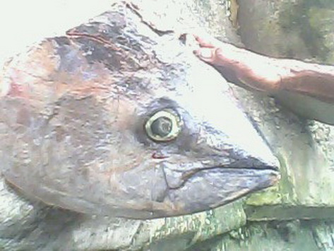 เมื่อปลาทูน่าเกือบ 100 กิโล มาเกยตื้นในฟาร์มหอยที่สุราษ