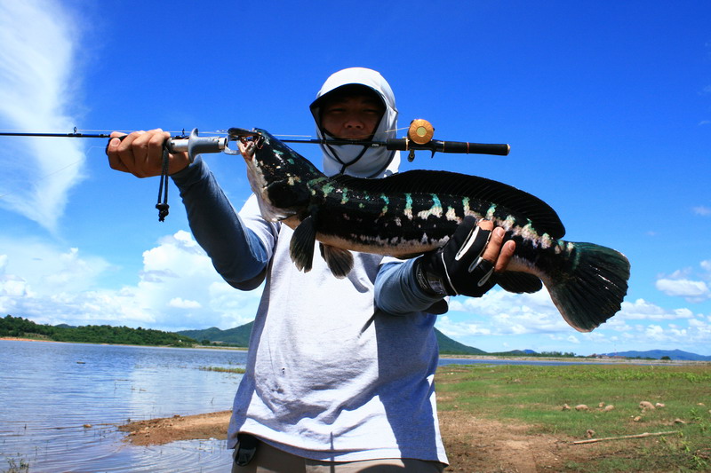 

ตัวนี้ละกัน......ไม่ไหญ่ แต่ลายสวยครับ  :grin:    :laughing: :laughing: :laughing: