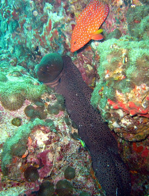 หาที่ดำน้ำดูปะการังน้ำตื้นไว้บ้างก็ดีธรรมชาติสวยๆๆหายากถ้าปลาไม่กินจะได้ไปเล่นน้ำ OK. :grin: :grin: