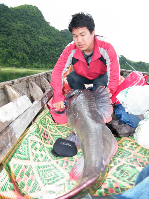 จับชีพจร มันดูรู้สึกว่า มันจะนิ่งๆ  สงสัยจะไม่รอด เหตุเกิดจาก ยกถ่ายรูป ยกไปยกมา  แฮ่ๆ ต้องเอากลับบ้