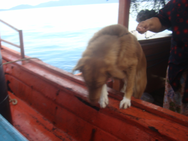 ไต๋หลี ไปรับหมึกส่งขึ้นแพที่เรือปั่น..หลังเกาะหลีเป๊ะ....มีสุนัข 3 ตัว จะขอพลอยกลับด้วย...กระโดดขึ้น