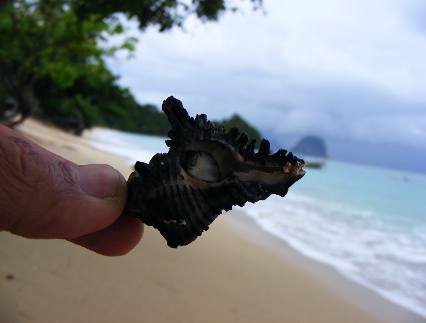 เห็นเจ้านี่เดินอยู่ชายหาดเลยจับมาถ่ายรูปซะเลย  (ปูเสฉวน) 