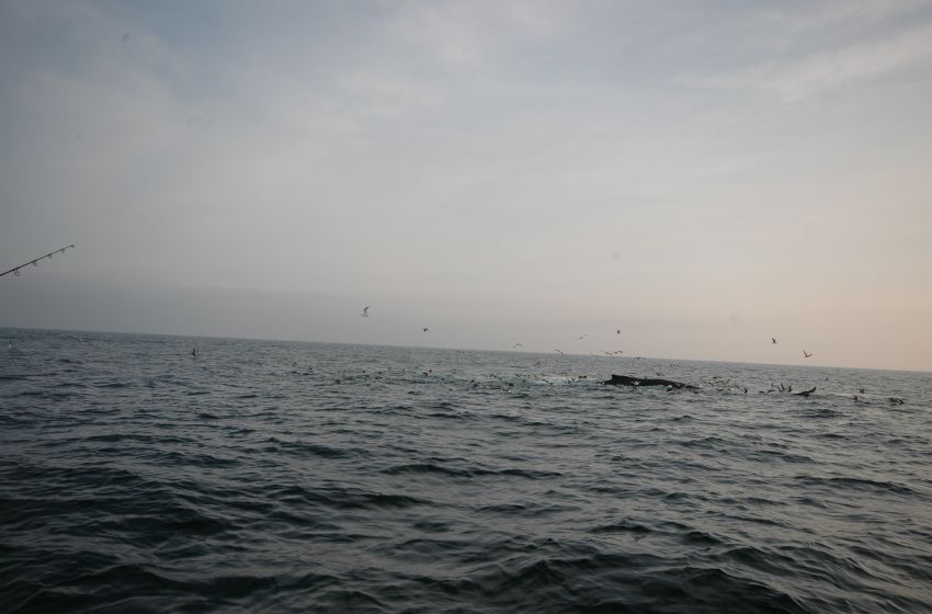 เเละเเล้วเราก็มาเจอปลาวาฬเเล้วก็ฝูงนกที่ตามหาครับ...... ฝูงทูน่าจะว่ายตามปลาวาฬครับเเล้วนกก็บินตามหา