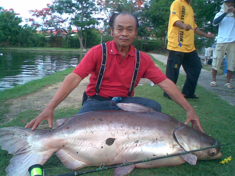 คุณลุงสมานครับ...ปลาบึกท้ายบ่อสกุณาคิดถึงครับ............