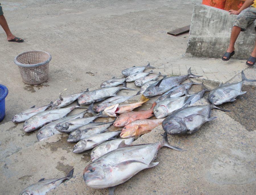 ปลารวมครับ 
   ปลาที่ได้มาจากการ จิ๊ก ป๊อบ ซะส่วนใหญ่ ส่วนปลาหน้าดินได้มา 3 ตัวครับ
งานนี้ขอยกความ