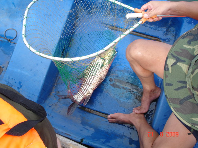 ตักปลาขึ้นเรือ ตัดสายที่พันทุ่นอ่อยออก แล้วพายกลับเข้าแพ เป็นยี่สกไทยขนาดไม่ใหญ่นัก นำมาปลดเบ็ดที่แพ