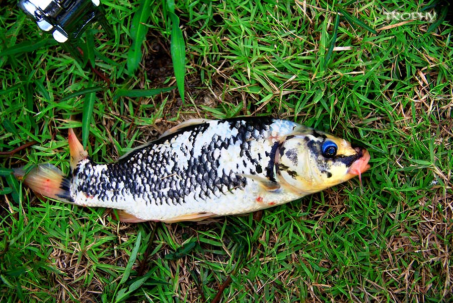 เจ้านี้เป็นปลาในตระกูลคาร์ฟ เห็นคุณเล็กเจ้าของบ่อบอกว่าทำหล่นไปไม่กี่ตัว ราคาแพงมาก อ้าว  :ohh: งั้น