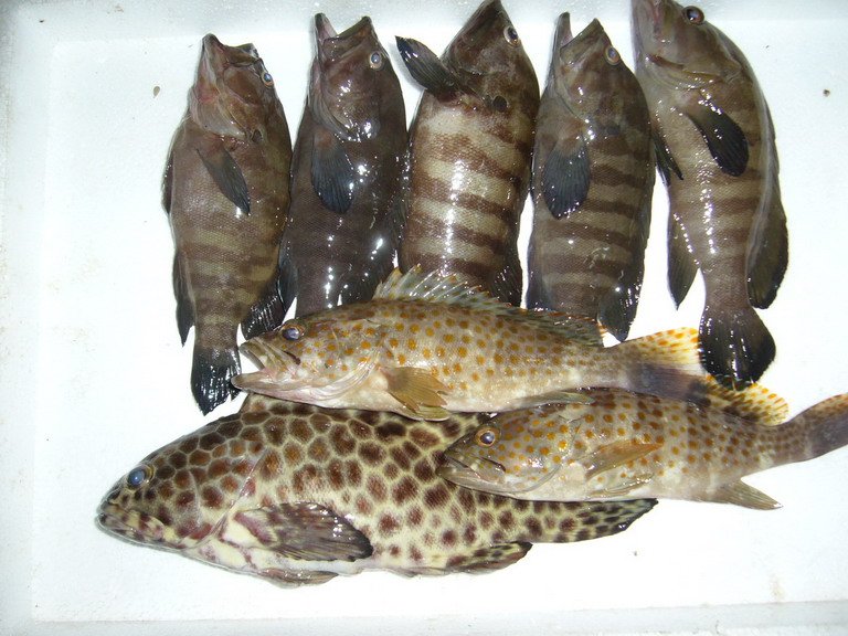 ชนิดที่  6 ปลาเก๋า,ปลาไอ้ป็อด

ตกได้บริเวณ รอบๆกระโจมไฟเลยมีอยู่ชุกชุม  

ทำอาหารได้หลากหลายเมนู