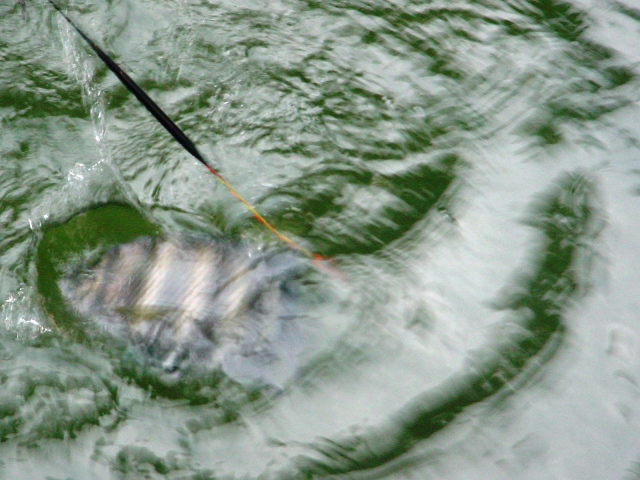 เอาปลาหมตะกรับ ไปใส่กระชังใหญ่ เก็บอนุรักษ์ไว้ ตัวนี้ไม่กินครับ กลับมาเกี่ยวเหยื่อโยนลงน้ำ .... ปลาก