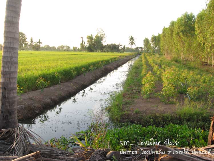  ธรรมชาติ น่ารื่นเริง  :love: