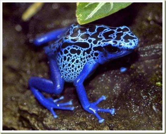 อันดับ 9 Poison Dart Frog กบลูกดอก

กบลูกดอกสีน้ำเงินนั้นเป็นสัตว์ที่อยู่ในป่าฝนในทวีปอเมริกากลางแ