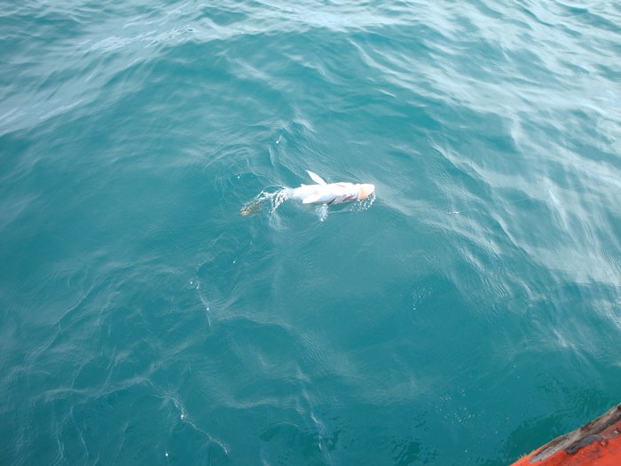กรำจิงๆ ปลามากินตอนจะหมดเวลาเนี่ยนะกะว่าจะเก็บปลาเล็กกลับบ้านสักหน่อย :sad: 

มองไปในน้ำ อ้าว  ตุบ
