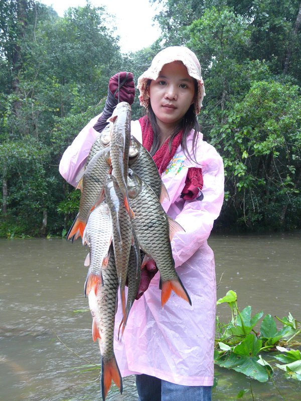 ปลารวมครับไม่ค่อยได้ถ่ายรูป เพราะฝนไม่หยุดตกเลยวันนี้..ตกทั้งวันเลย