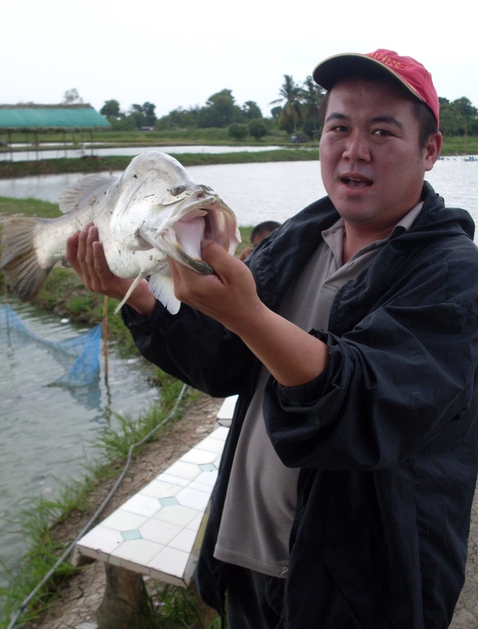 เจ้าตัวนี้เล่นซะตัวเบ็ดทิ่มมือผมเกือบมิดเงี่ยงเลย โชคดีมากๆเกือบไปแล้ว