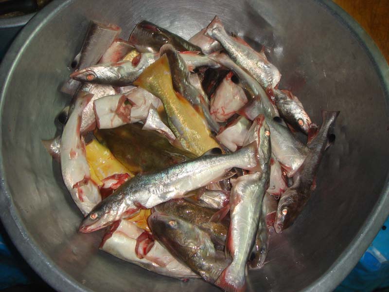 เดี๋ยวมาทำ ปลากดแกงหน่อไม้กันครับ   :cheer:

ปลากด ตัดครีบ ตัดเงี่ยง ผ่าท้องควักใส้ ล้างน้ำเกลือให