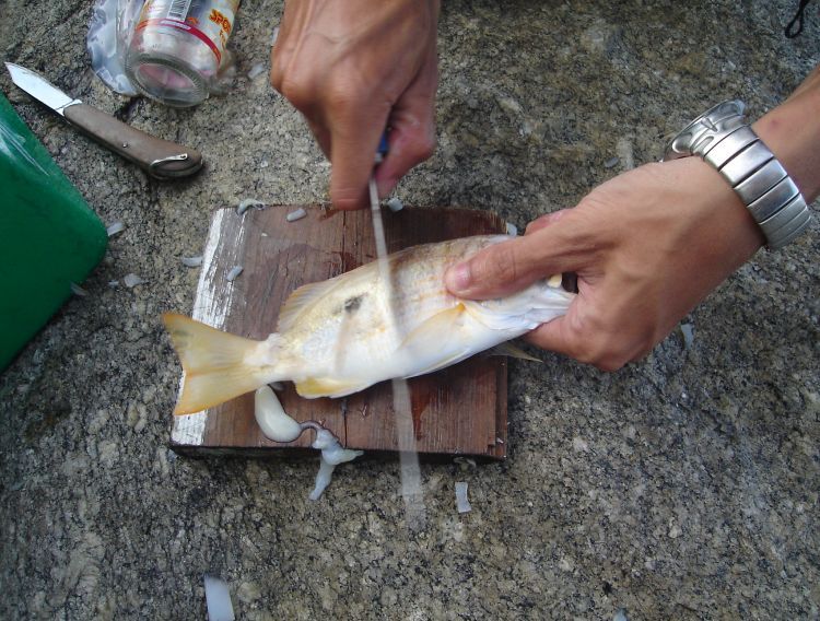 ลองดูวิธีการทำเหยื่อเหนียวคับ 
จะใช้ได้ดีในเวลาที่ลูกปลาตอดเหยื่อเร็ว ใช้ได้ผลดี ได้ปลาใหญ่บ่อยๆ
ใ