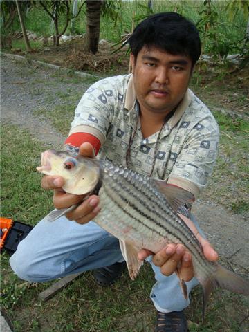 หาตกกันไม่ไช่ง่ายๆ นะเนีย ปลายี่สกไทยเนีย :love:

อย่าว่าแต่ตกได้เลย ผมเองว่า นักตกปลาหลายๆ ท่าน [