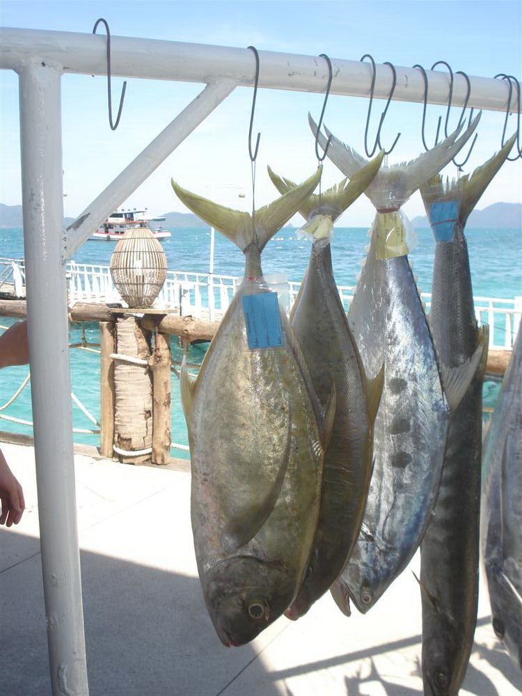 ส่งปลาเข้าชิงรางวัล     ปลาตะคอง   ปลาสาก  อังเกย  ช่อนทะเล โฉมงาม