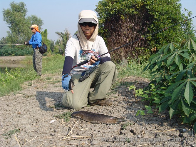 หล่อ .... :grin: :grin: :grin: :grin:


This is a Snakehead Fish  =  นี่คือปลาช่อนนะครับ อาจมีบาง