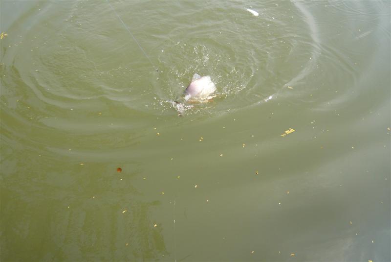 แต่พออัดมาใกล้ๆเจ้าตัวใต้น้ำก็เผยโฉมหน้าให้เห็น  อ้าววว......ผิดจุดประสงค์ 

เปคู มากินปลาไหล แถมล