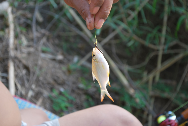 ใด้ปลาขนาดเล็กมาเกือบ1กิโลใช้เวลาตกประมาณ2ชั่วโมงเศษๆ.......นี้เป็นปลาตัวแรกในชีวิตของน้าที่ตกด้วยคั