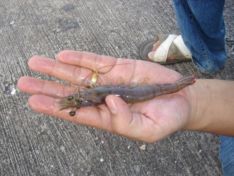 ดูขนานกุ้งคับ   หย่ายจิงๆ   ใหญ่เกินไ