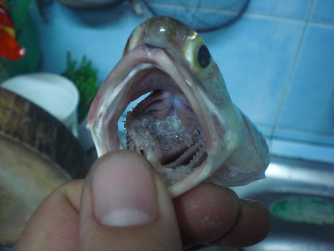 ระหว่างถ่ายภาพ  เหลือบไปเห็นอะไรแว๊บๆ  ในปากปลา  เอามาอ้าปากดู  ถึงบางอ้อเลยครับ  :ohh: :ohh: :ohh:
