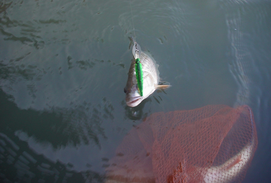ตีอยู่ไม่นานนัก ปลากระสูบตัวที่ 2 ก็ตามมาติดๆ 

[q] [b]น้า unfish เล่าให้ฟังว่า[/b] : ช่วงนี้ ระดั