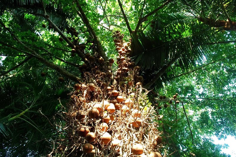 ต้นสาละยักษ์...ที่น้าๆเห็นเนี่ย...จริงๆ ลูกใหญ่เท่าลูกมะพร้าวเลยนะ...แข็งมากๆ... :ohh: :ohh: :ohh:
