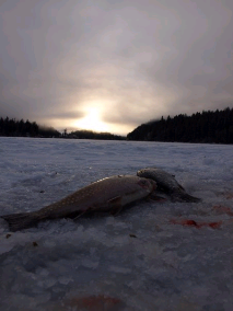 Brook Trout