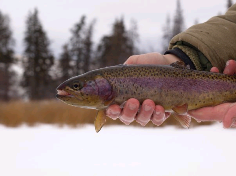 Nice Rainbow Trout