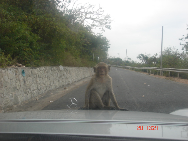 หน้าเหมือนใคร ไปเดาเอาเอง
แต่ที่รู้ๆ ลิงจะโดนเตะเอา นั่งเฉยๆม่ายว่า มาเอนกระโดงเค้าเล่น
 :laughing