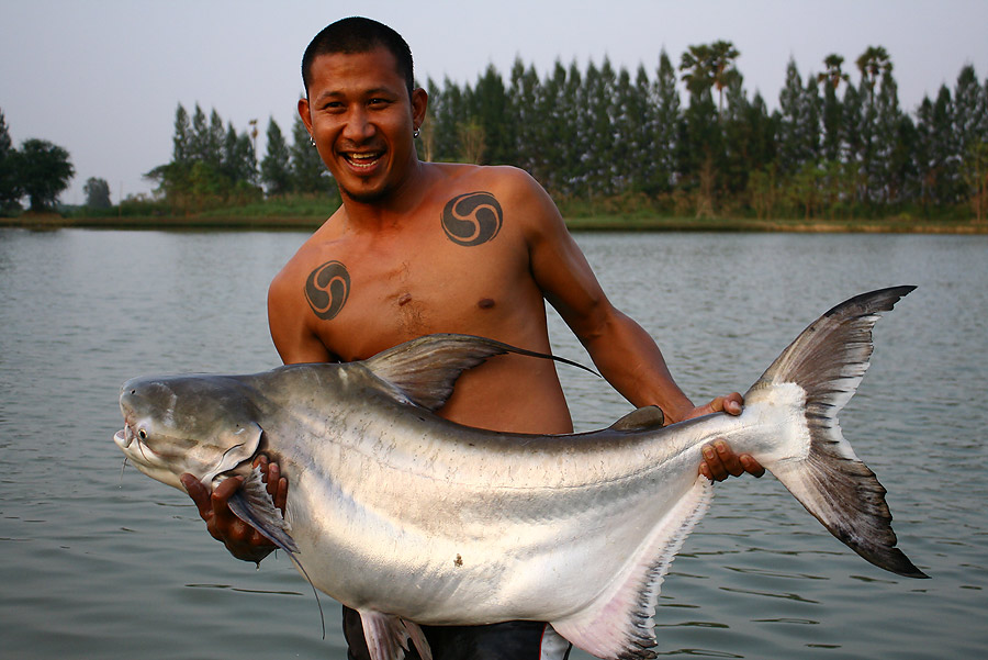 ปลาเทพา

ชื่อสามัญ : Chao Phraya Giant Catfish

ชื่ออื่น ๆ :  ภาษาอีสานเรียกว่า เลิม

ลักษณะ